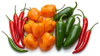 Colorful assortment of fresh chili peppers including red cayenne, orange habanero and green jalapeno varieties isolated on white background for cooking.