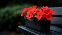 Vibrant red flowers blooming in black rectangular planter box on outdoor surface with blurred green foliage background for garden and home decor concepts.