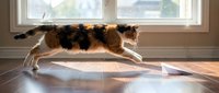 Playful tabby cat stretching on wooden floor near sunny window, captured mid-stretch with relaxed posture for pet lifestyle and home interior content.