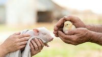 Farmer holding newborn piglet and chick in hands on rural farm, agricultural animal husbandry and livestock care concept for farming industry.