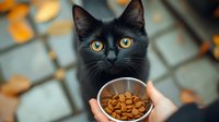 Black cat with bright yellow eyes looking up at bowl of dry food held by person, autumn leaves in background creating seasonal mood and warm atmosphere.