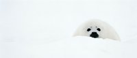 White seal pup with dark eyes and nose peeking above snow, Arctic wildlife portrait for nature and animal stock use.