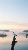Seagull perched on driftwood at peaceful harbor during sunrise with fishing boats and misty mountains creating serene coastal morning atmosphere.
