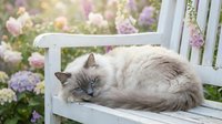 Fluffy Ragdoll cat with blue eyes resting on white wooden bench surrounded by blooming hydrangea flowers in garden setting.