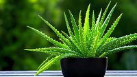 Vibrant green aloe vera plant with spiky leaves growing in black ceramic pot against blurred natural background, showcasing botanical home decor and wellness concept.