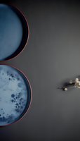 Minimalist composition with blue ceramic plates featuring speckled glazes on dark background, complemented by small dried flowers for elegant contrast.