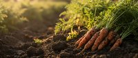 Fresh organic carrots with green tops harvested from rich soil in warm sunlight, showcasing sustainable farming and healthy root vegetables for cooking.