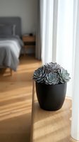Potted succulent plant with gray-green rosette flowers in black ceramic container on wooden floor near window with white curtains and bedroom in background for home decor.