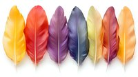 Colorful bird feathers arranged in row on white background, soft detailed plumage in yellow, red, purple, blue and orange hues for decorative design projects.