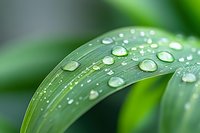 Fresh morning dew drops on green grass blade macro shot with soft bokeh background, natural water condensation pattern showing purity and freshness.