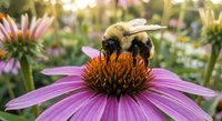Fuzzy bumblebee collecting nectar from purple coneflower in sunny garden. Pollinator insect on echinacea bloom with soft bokeh background for nature photography.