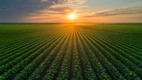 Aerial view of green soybean field rows stretching to horizon at golden sunset, dramatic sky with sun rays creating parallel shadows across agricultural landscape.