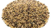 Pile of organic quinoa seeds isolated on white background, ready for cooking, nutrition, and healthy food design projects.