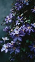 Purple clematis flowers blooming against dark background, creating moody garden atmosphere with rich contrast and depth for nature photography.