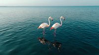 Two graceful flamingos standing in calm turquoise water with mirror reflections, creating symmetrical composition against serene ocean horizon at dawn.
