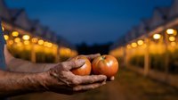 Farmer hands holding fresh ripe tomatoes in greenhouse at dusk with warm lighting. Agricultural harvest concept for organic farming and food production.