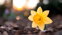 Yellow daffodil blooming in dark soil with soft bokeh sunset background, spring nature macro photography with shallow depth of field.