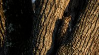 Great horned owl camouflaged in tree bark crevice, blending perfectly with natural wood textures in warm golden light of forest.
