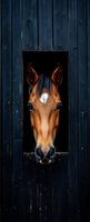 Brown horse with white blaze peering through dark wooden stable door opening. Equine portrait for farm, ranch, and agricultural design projects.