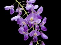 Purple wisteria flower cluster isolated on transparent background, ready for t-shirt design, clipart, stickers, sublimation and print-on-demand projects.