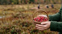 Farmer holding wicker basket filled with fresh red cranberries in agricultural field during harvest season, sustainable farming and food production.