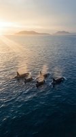 Pod of orcas swimming in calm ocean waters at golden hour with distant mountains and warm sunset light reflecting on surface for marine wildlife content.