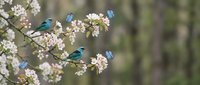 Small colorful birds perched on blooming cherry blossom branches in spring garden setting with soft natural background for nature photography projects.