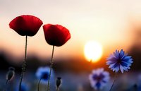 Red poppies and blue cornflowers silhouetted against golden sunset sky, creating dreamy atmospheric nature scene with soft bokeh background and warm light.