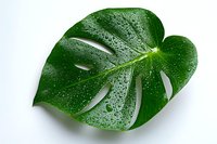 Fresh monstera leaf with water droplets on white background, isolated botanical element showing natural texture and tropical plant detail.