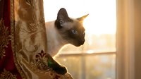 Siamese cat with cream and chocolate coloring perched on ornate burgundy curtain rod, gazing out sunlit window with warm golden light filtering through glass, domestic feline in home interior setting.