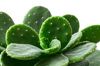 Fresh green prickly pear cactus paddles with water droplets in macro view showing natural pattern and texture against white background.