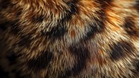 Close up macro shot of natural animal fur texture showing detailed brown, black and orange hair strands creating abstract organic pattern. Suitable for backgrounds.