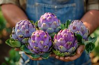 Fresh purple artichokes held in farmer hands wearing denim, organic produce from garden harvest, healthy Mediterranean vegetables in sunlight.