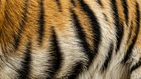 Close-up of striped fur texture with warm golden and cream tones, showcasing natural pattern details for wildlife and nature design projects.