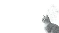 Gray tabby cat looking up at floating dandelion seeds on white background, isolated pet portrait for design projects and creative layouts.