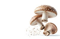 Fresh brown mushrooms with scattered soil particles on white background, floating composition with natural shadows and detailed gills visible.