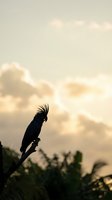 Silhouetted black cockatoo with distinctive crest perched on branch against soft golden sky with fluffy clouds and blurred tropical foliage below.
