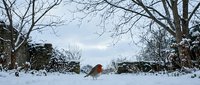 Small red robin bird standing in fresh white snow during winter season with bare tree branches and stone walls creating peaceful countryside scene.