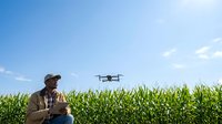 Farmer operating drone over corn field for crop monitoring and agricultural technology management.