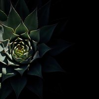 Dark moody succulent plant with geometric spiral pattern and sharp pointed leaves against black background for botanical design projects.