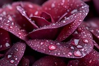 Macro shot of dark red rose petals with morning dew drops creating a romantic atmosphere. Water droplets glisten on velvety surface in dramatic lighting.