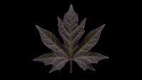 Dark maple leaf isolated on transparent background, ready for T-shirts, stickers, clipart, sublimation, and print on demand design projects.