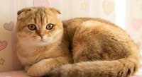 Adorable orange Scottish Fold cat with golden eyes lying comfortably against soft pink heart-patterned background, perfect for pet lovers and home decor.