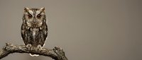 Small brown owl perched on weathered branch against neutral background. Wildlife bird portrait with detailed feathers and piercing eyes for nature designs.