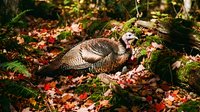 Wild turkey foraging among fallen autumn leaves and moss-covered ground in natural forest habitat during fall season.