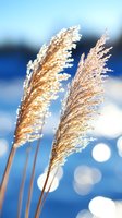 Golden pampas grass plumes against bright blue water with sparkling bokeh lights, creating dreamy natural atmosphere for wellness and spa designs.
