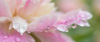 Delicate pink and white flower petals adorned with crystal clear water droplets after morning rain, creating soft romantic botanical macro photography.