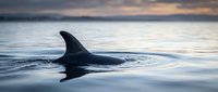 Dolphin fin breaking through calm ocean surface at sunset with soft golden light reflecting on water, suitable for marine wildlife and nature content.