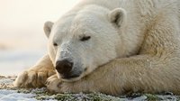 Peaceful polar bear resting on snowy ground with eyes closed in serene arctic wilderness during golden hour light creating warm atmospheric mood.