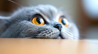 Close up portrait of British shorthair cat with bright orange eyes looking up. Gray fur and distinctive round face create striking contrast for pet photography.